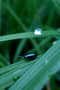 Preview wallpaper insect, grass, crawling, thick