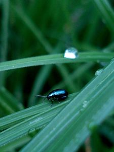 Preview wallpaper insect, grass, crawling, thick