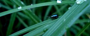 Preview wallpaper insect, grass, crawling, thick