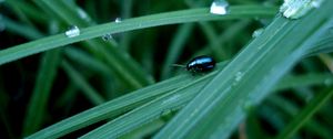 Preview wallpaper insect, grass, crawling, thick