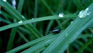 Preview wallpaper insect, grass, crawling, thick