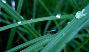 Preview wallpaper insect, grass, crawling, thick