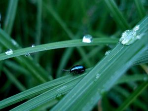 Preview wallpaper insect, grass, crawling, thick