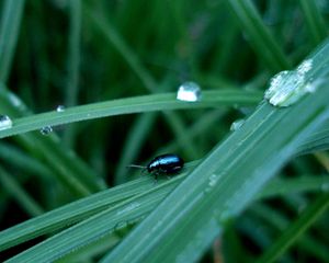 Preview wallpaper insect, grass, crawling, thick