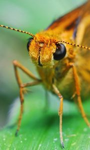 Preview wallpaper insect, grass, eyes, antennae