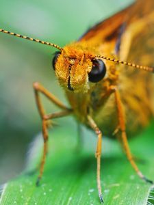 Preview wallpaper insect, grass, eyes, antennae