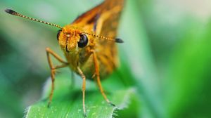 Preview wallpaper insect, grass, eyes, antennae