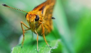 Preview wallpaper insect, grass, eyes, antennae