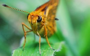 Preview wallpaper insect, grass, eyes, antennae