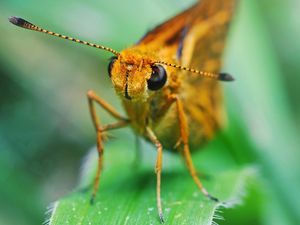 Preview wallpaper insect, grass, eyes, antennae