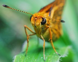 Preview wallpaper insect, grass, eyes, antennae