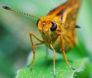 Preview wallpaper insect, grass, eyes, antennae