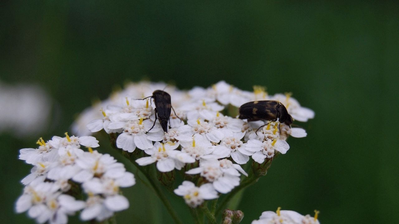 Wallpaper insect, grass, flowers, shade