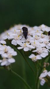 Preview wallpaper insect, grass, flowers, shade