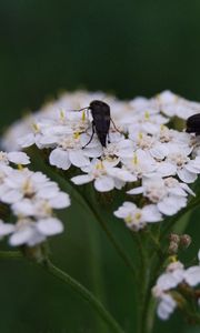 Preview wallpaper insect, grass, flowers, shade