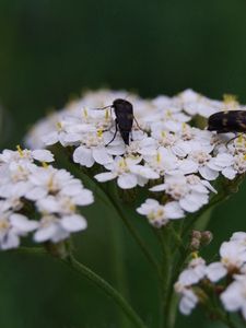 Preview wallpaper insect, grass, flowers, shade