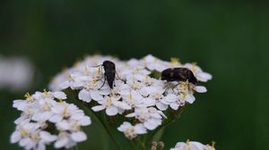 Preview wallpaper insect, grass, flowers, shade