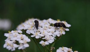 Preview wallpaper insect, grass, flowers, shade