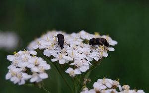 Preview wallpaper insect, grass, flowers, shade