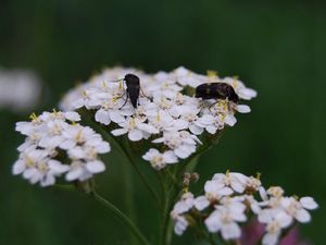 Preview wallpaper insect, grass, flowers, shade