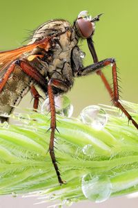 Preview wallpaper insect, grass, legs