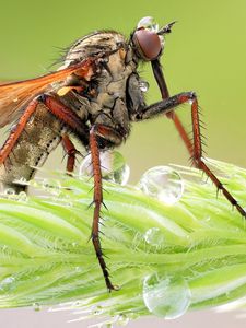 Preview wallpaper insect, grass, legs