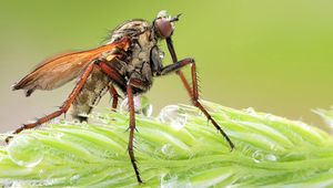 Preview wallpaper insect, grass, legs