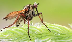 Preview wallpaper insect, grass, legs