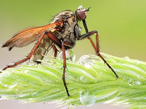 Preview wallpaper insect, grass, legs