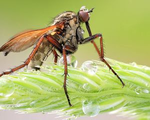 Preview wallpaper insect, grass, legs