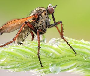 Preview wallpaper insect, grass, legs