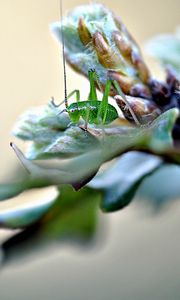 Preview wallpaper insect, grass, plants, form