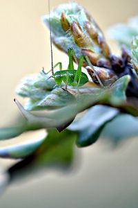 Preview wallpaper insect, grass, plants, form