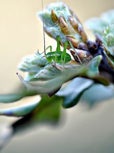 Preview wallpaper insect, grass, plants, form