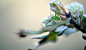 Preview wallpaper insect, grass, plants, form