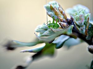 Preview wallpaper insect, grass, plants, form