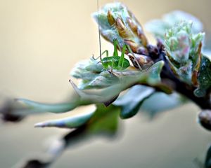 Preview wallpaper insect, grass, plants, form