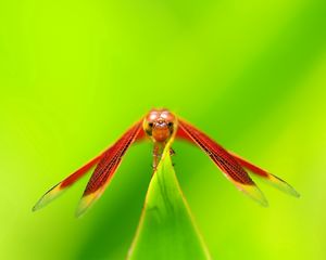 Preview wallpaper insect, grass, smeared, leaves