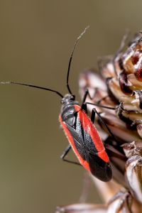 Preview wallpaper insect, grass, stains, flower