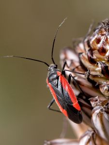 Preview wallpaper insect, grass, stains, flower