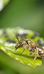 Preview wallpaper insect, grass, surface, sitting