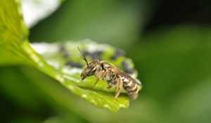 Preview wallpaper insect, grass, surface, sitting