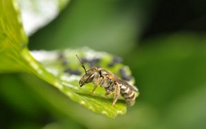 Preview wallpaper insect, grass, surface, sitting