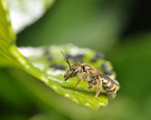 Preview wallpaper insect, grass, surface, sitting