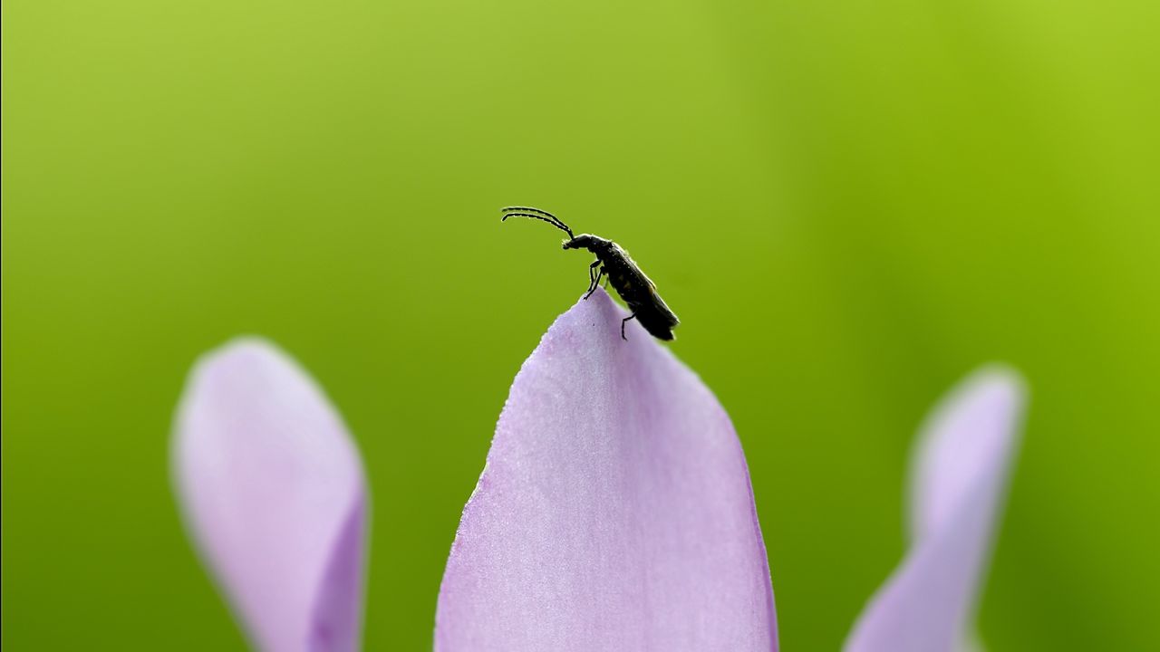 Wallpaper insect, grass, tendrils, leaves