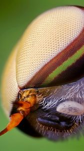 Preview wallpaper insect, head, eyes, close-up