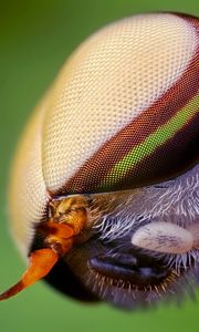 Preview wallpaper insect, head, eyes, close-up