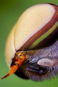 Preview wallpaper insect, head, eyes, close-up