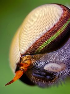 Preview wallpaper insect, head, eyes, close-up