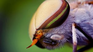 Preview wallpaper insect, head, eyes, close-up